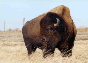 Picture of Bison on the field.