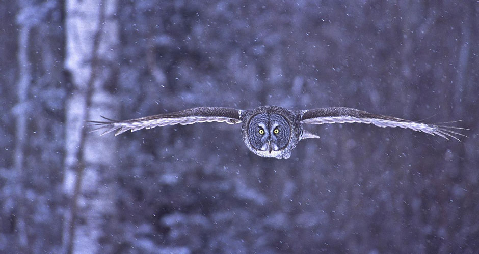 Owl in Whiteshell Manitoba