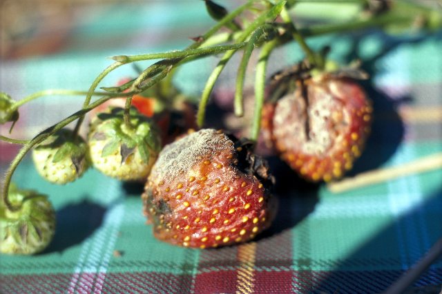 A Treatise on Botrytis Diseases of Strawberry and Caneberry