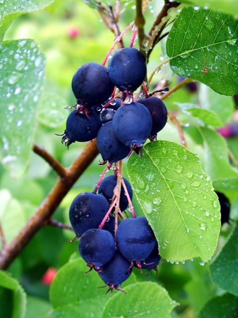 Image of Saskatoon berry bush in the fall