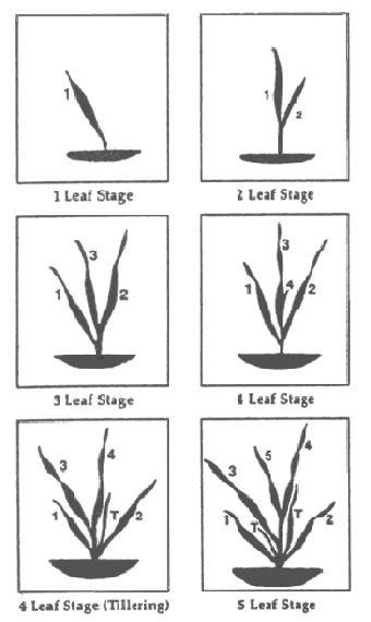 Leaf Stages of Broadleaf of Weeds and Crops