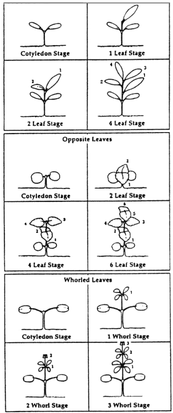 Leaf Stages of Broadleaf of Weeds and Crops