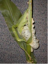 common smut gall on corn