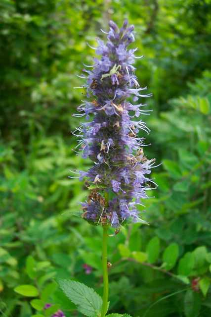 Giant anise hyssop