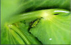 Strawberry Aphids