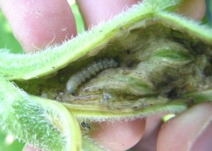 Sunflower Bud Moth larva