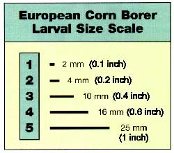 European Corn Borer Larval Size Scale