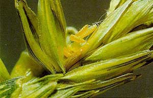 Wheat midge larvae feeding on developing wheat kernel