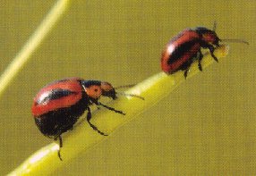 Adult red turnip beetles