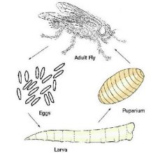 Image of Fly life cycle