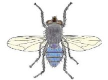 Blue Blow Fly