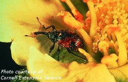 Clipper weevil adult