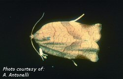 Oblique banded leafroller adult