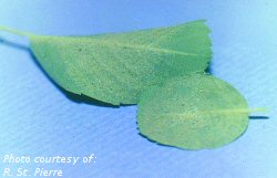 McDaniel's spider mite on saskatoon leaf
