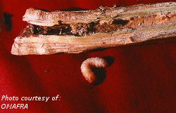 Raspberry crown borer larva