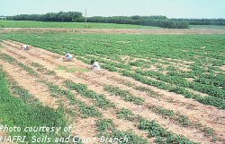 Strawberry cutworm damage to field