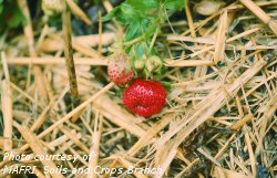 Tarnished plant bug damage to strawberry