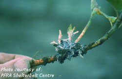 Woolly elm aphids on roots of saskatoon