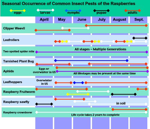 Seasonal Occurrence of Common Insect Pests of the Raspberries