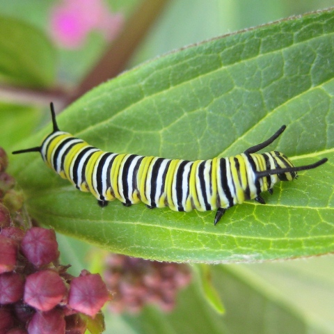 monarch butterfly catterpillar