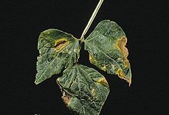 Bacterial Blight on Dry Beans