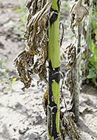 phoma in sunflowers