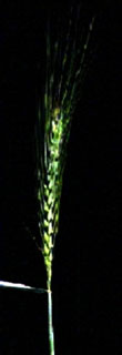 Fusarium in Wheat