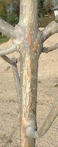 Bark peeling from Green Ash tree
