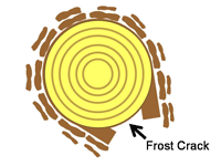 Cross section of tree, showing frost crack, where bark is pulled away, exposing underlying wood.