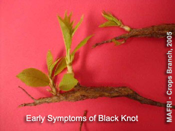 Early Symptoms of Black Knot