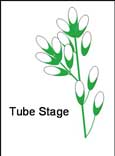 Tube Stage