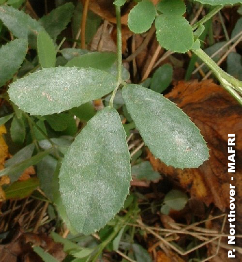 Powdery mildew of clover caused by Erysiphe polygoni