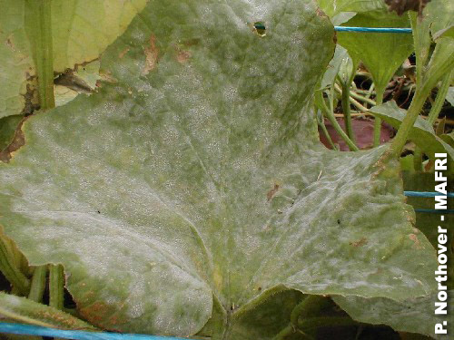 Powdery mildew of cucumber caused by Erysiphe cichoracearum or Sphaerotheca fulginea