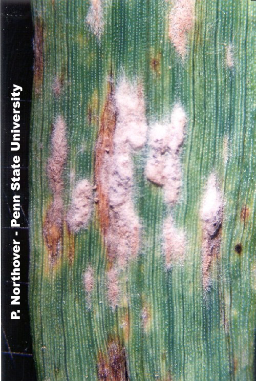 Powdery Mildew of wheat caused by Blumeria graminis