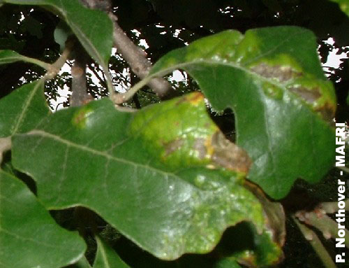 Grey-brown areas on the blisters caused by Taphrina caerulescens