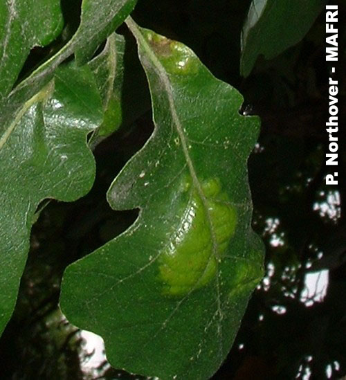 Oak leaf blister symptoms on bur oak.