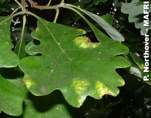 Oak leaf blister symptoms on bur oak.