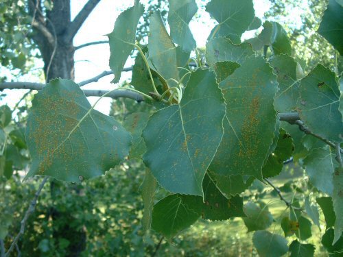 Symptoms of poplar rust on the leaves of an eastern cottonwood.