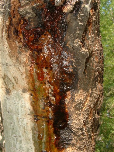 Stressed poplar tree with oozing canker.