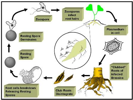 Disease cycle of clubroot caused by Plasmodiophora brassica