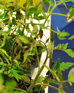 late blight infected tomato plant