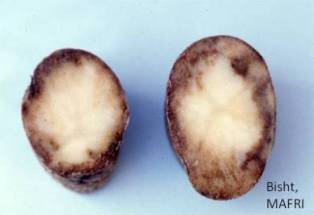 Infected potato tubers