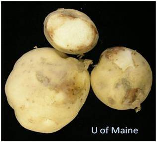 Infected potato tubers