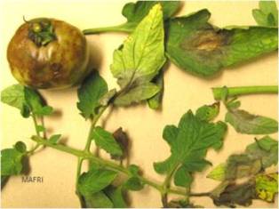 Late blight infected tomato leaves and fruit