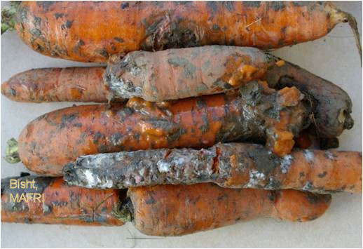 sclerotinia rot on carrots
