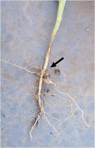 canola plant showing low severity clubroot symptoms