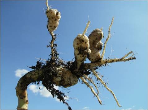 canola roots moderately infected with clubroot