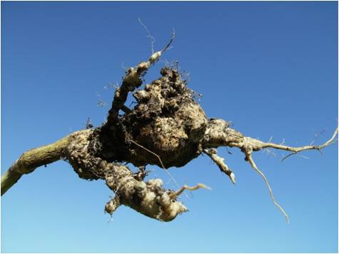 canola roots with advanced clubroot