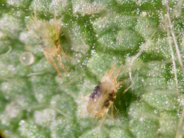 Two-spotted spider mites on soybeans.