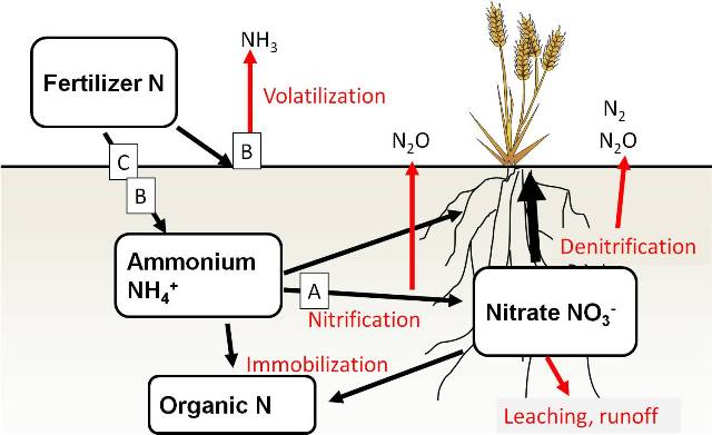 soil nitrogen reactions